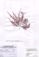 藏品(Grateloupia asiatica S. Kawaguchi & H.W. Wang)的圖片